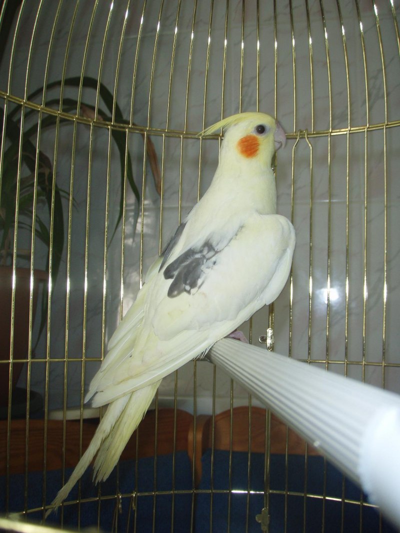 Корелла Возраст