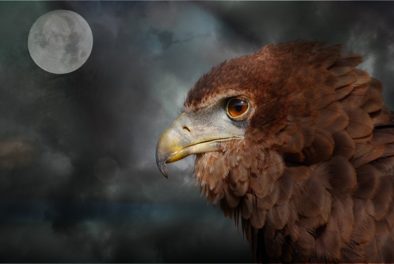 Golden Eagle Alibernet