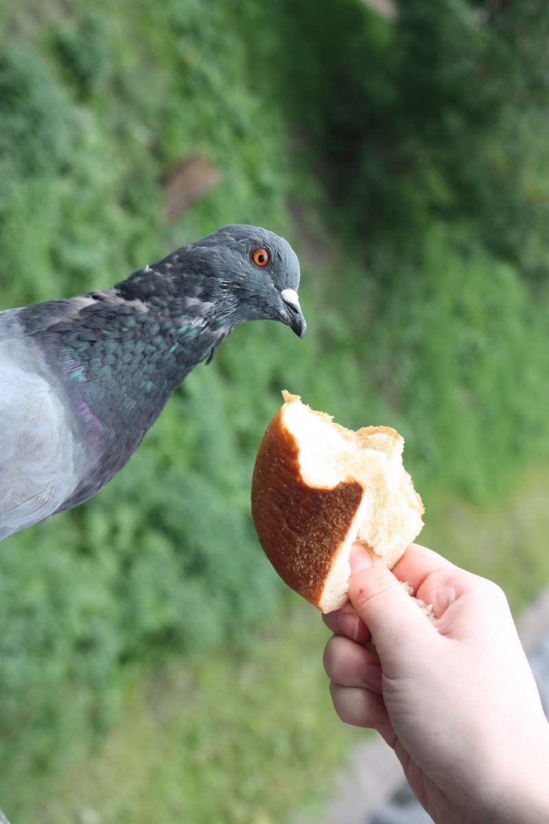 Клюв голубя