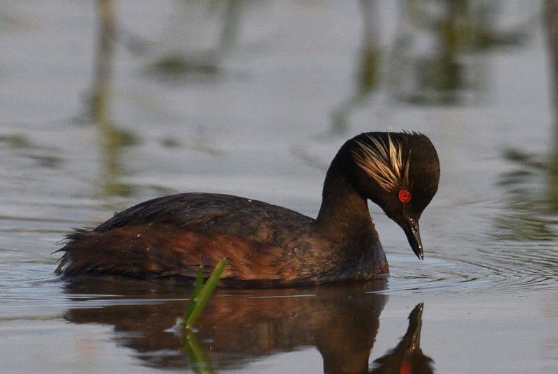 Черношейная поганка Podiceps nigricollis