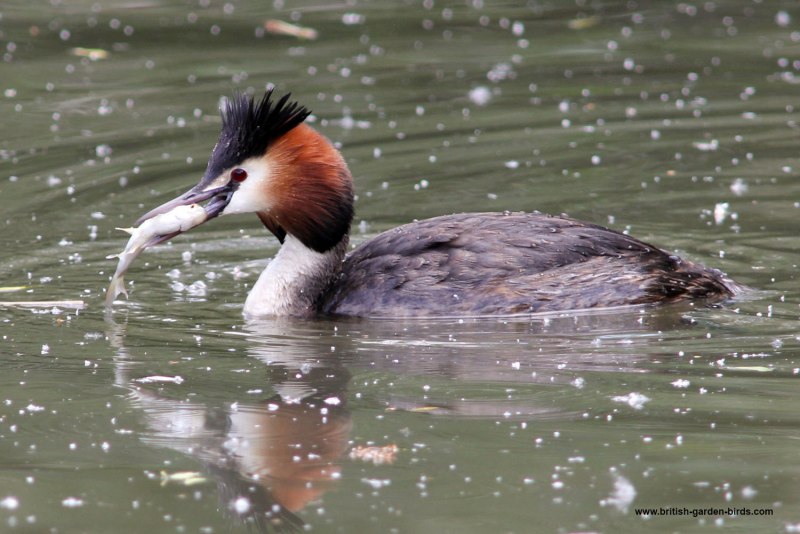 Podiceps auritus Eclipse
