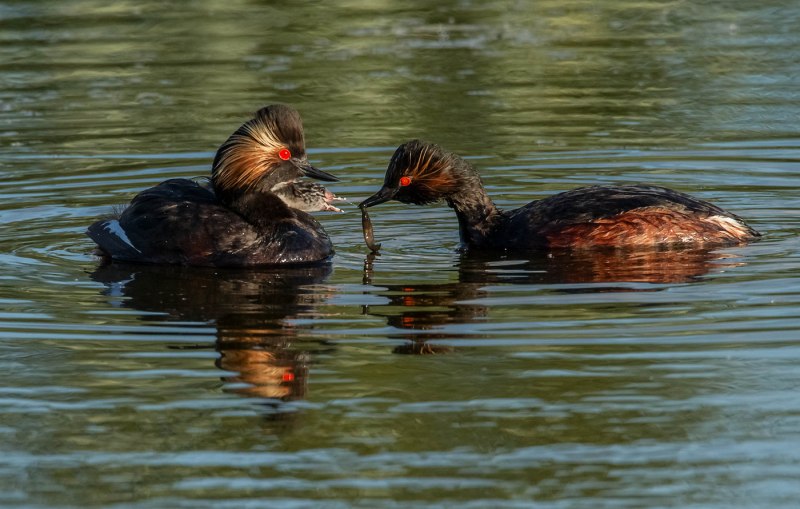 Поганка малая (Podiceps ruficollis)