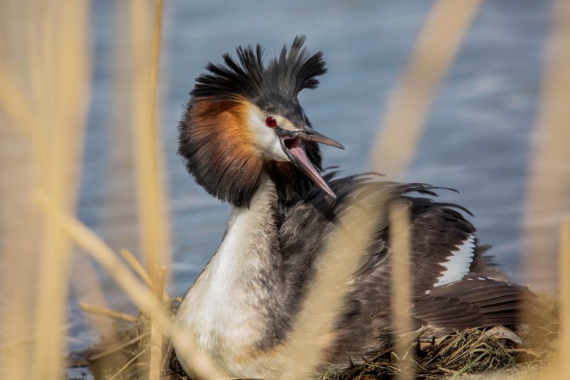 Southern Crested Grebe