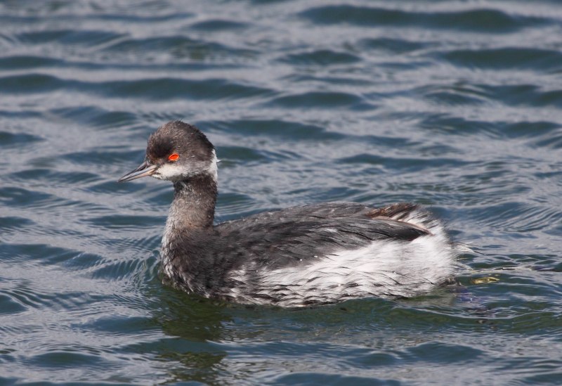 . Большая поганка (чомга) Podiceps cristatus