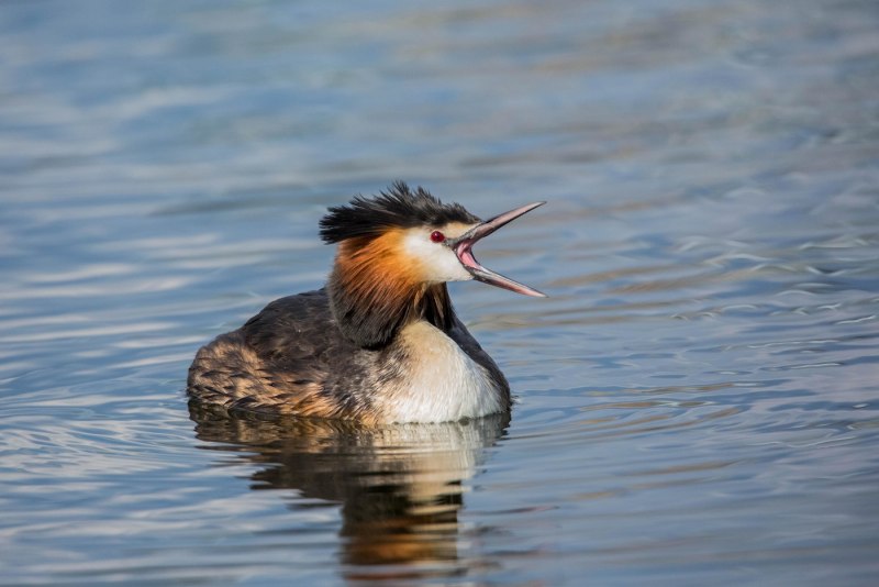 Черношейная поганка Podiceps nigricollis