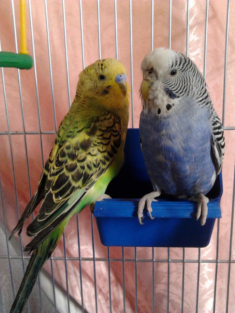 Волнистый попугай Budgie