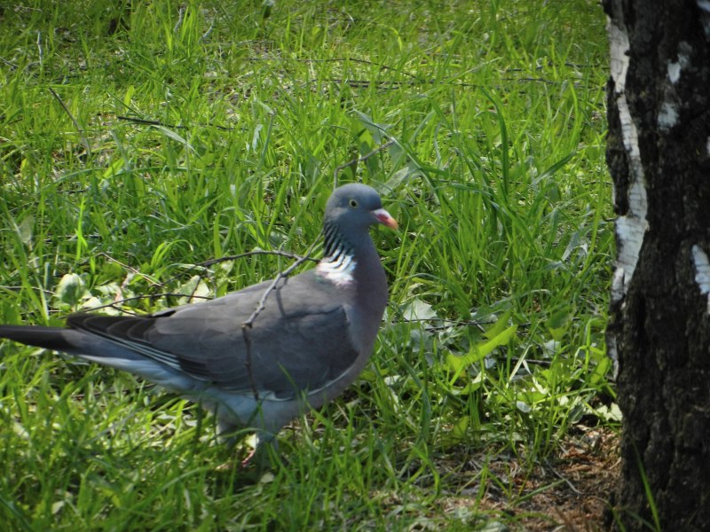 Вяхирь (витютень, Лесной голубь) (лат. Columba palumbus