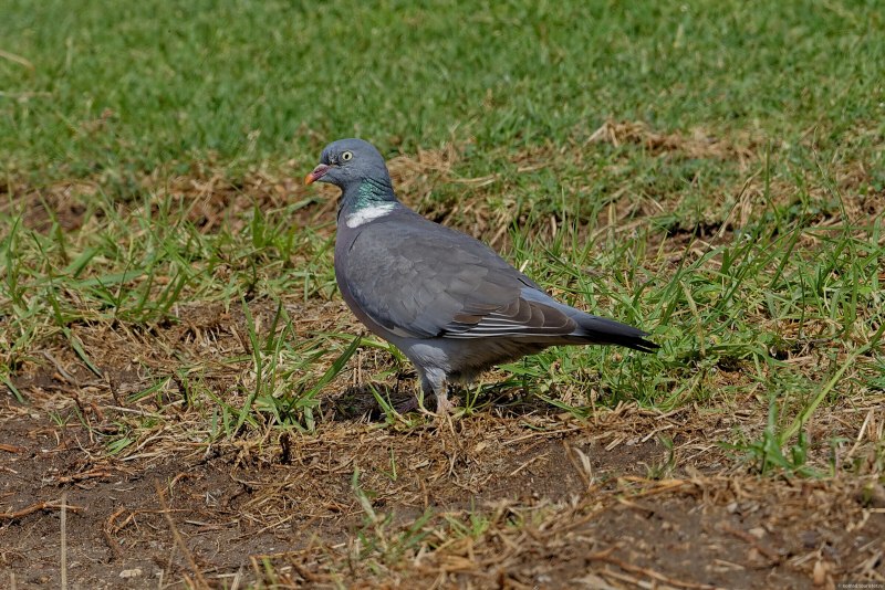 Птенец Columba palumbus