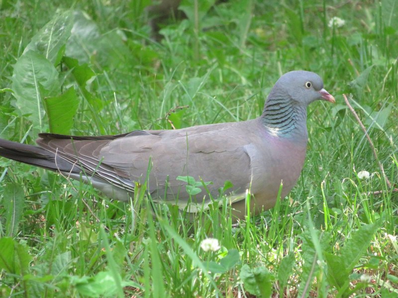 Птенец Columba palumbus