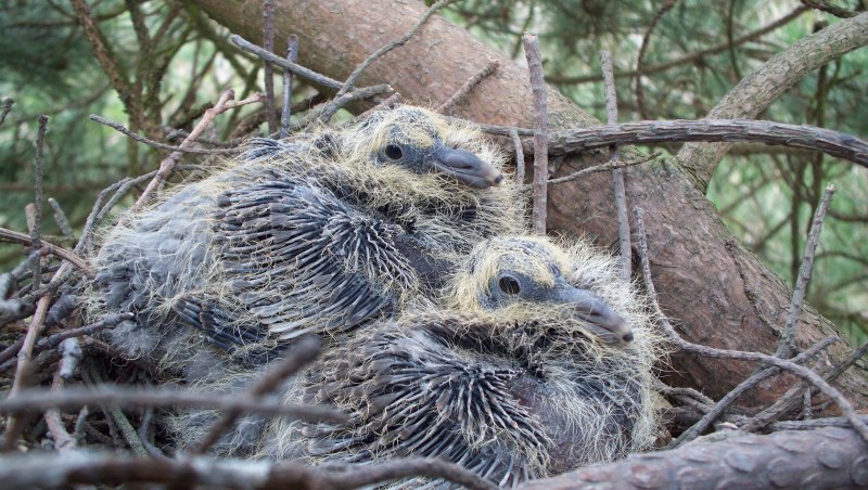 Птенец Columba palumbus
