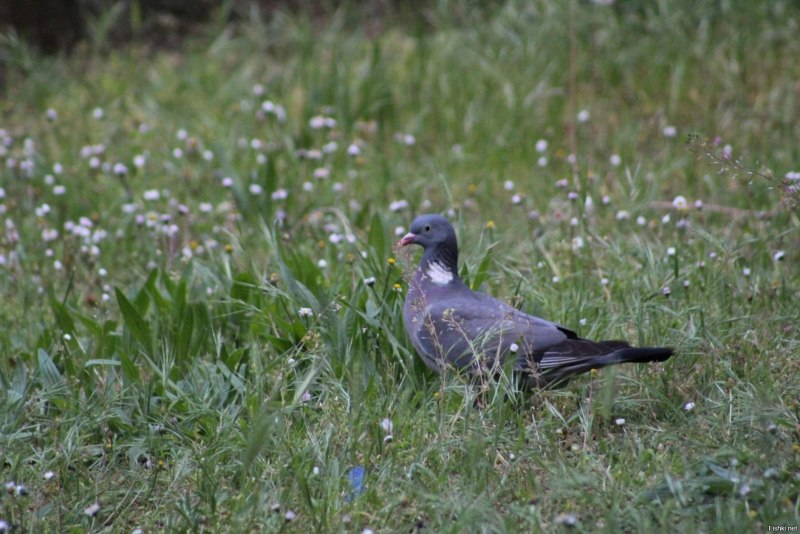 The Greatest Wood Pigeon