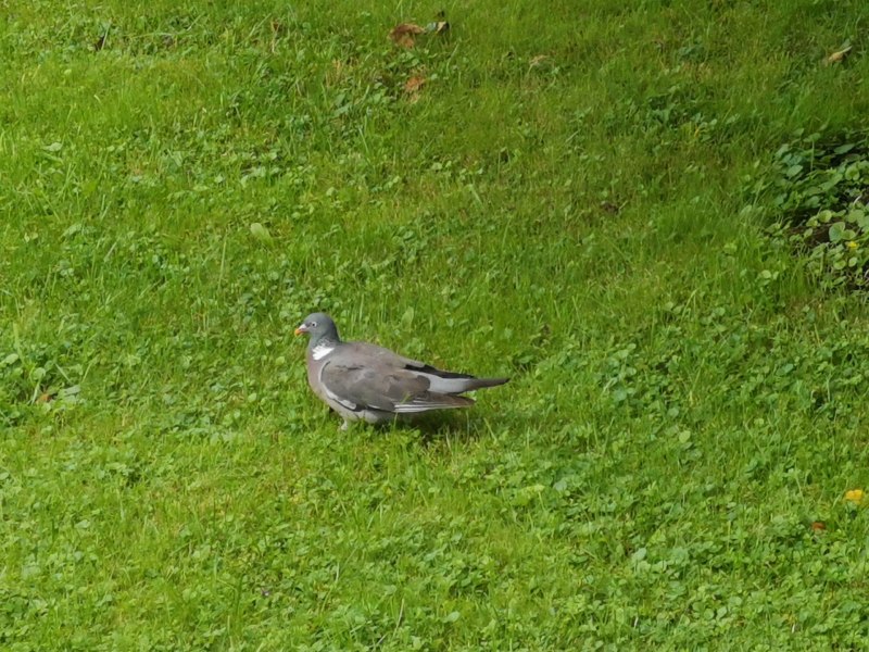 Ringdove