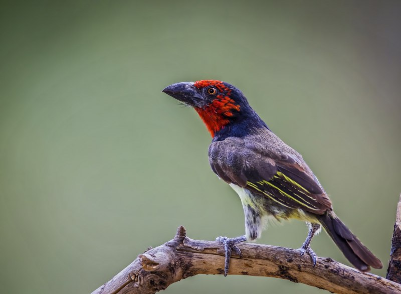 Crested Barbet птица