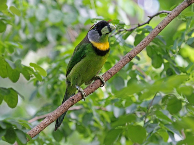 Фото pasari rapitoare