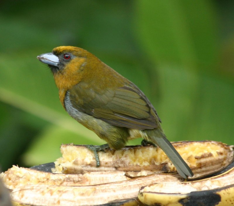 Африканские бородатки(Lybiidae)