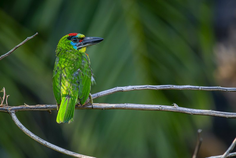 Barbet бородастик