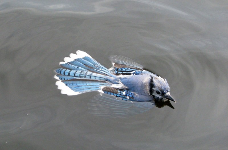Водные Крылья