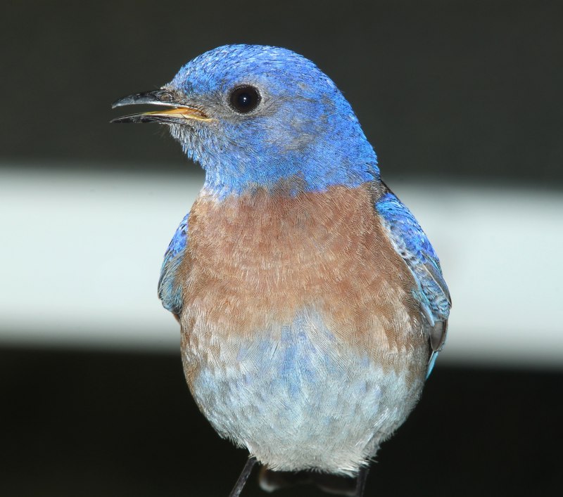 Cyanocitta cristata