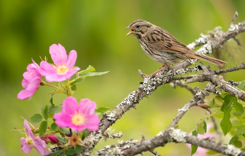 Luscinia Luscinia