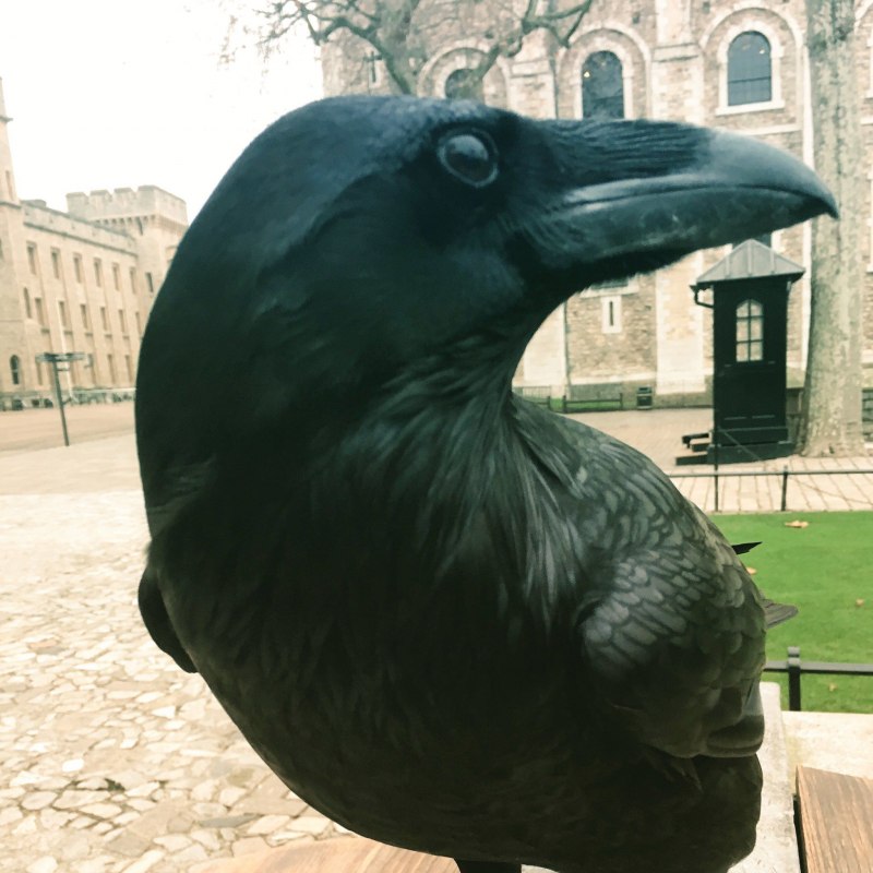 Домашний ворон