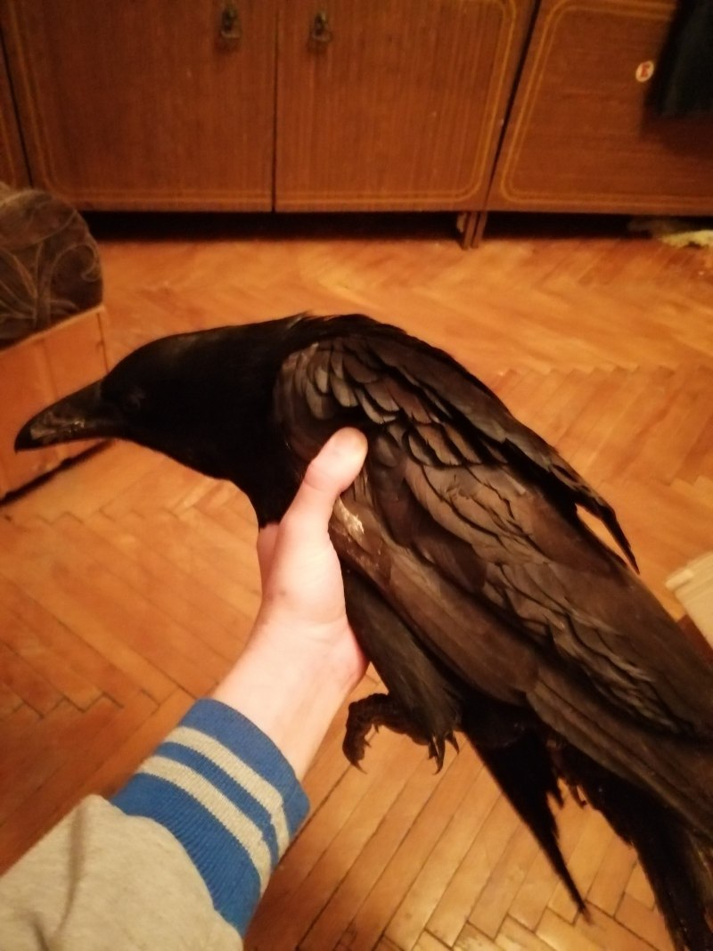 Черный ворон домашний