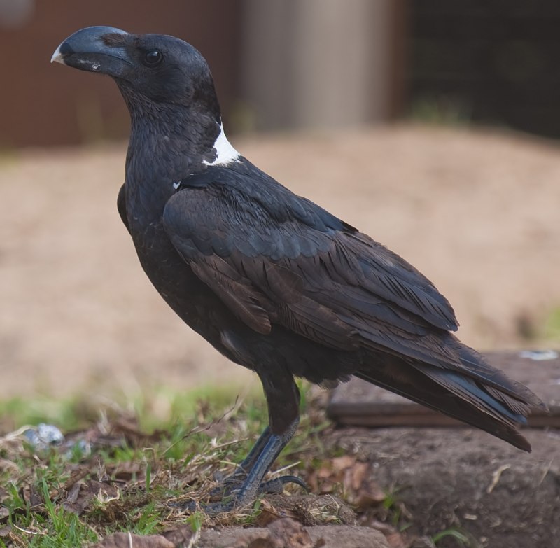 Corvus albicollis