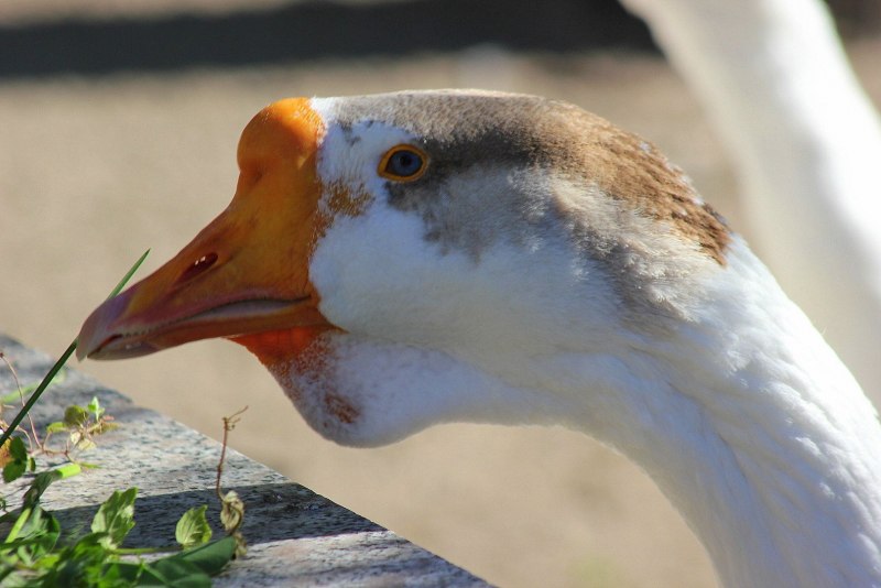 Choose Goose