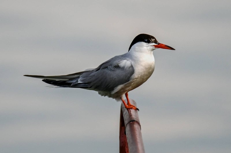 Речная крачка sterna Hirundo