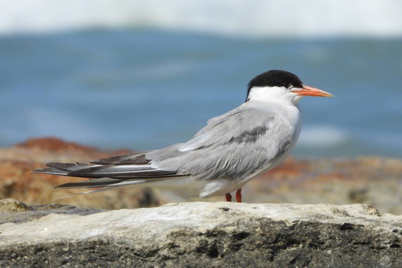 Sterna Hirundo l