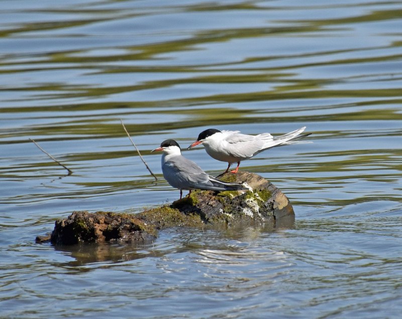 Речная крачка sterna Hirundo