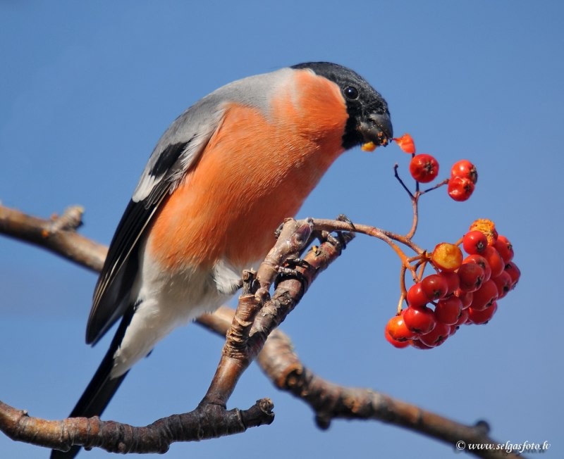 Bullfinch Snow