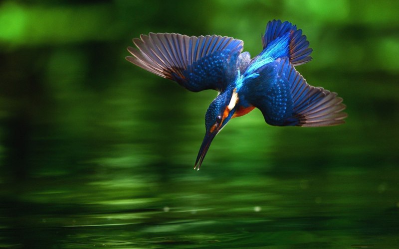 Kingfisher 96