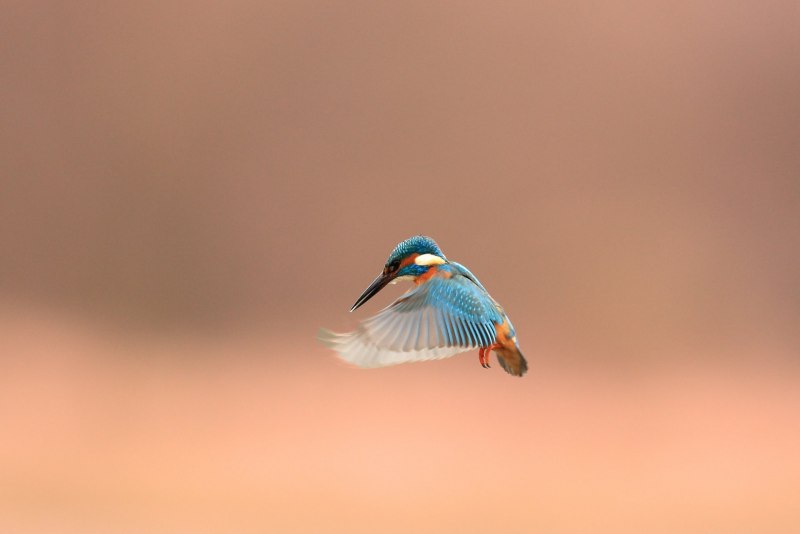 Kingfisher 600