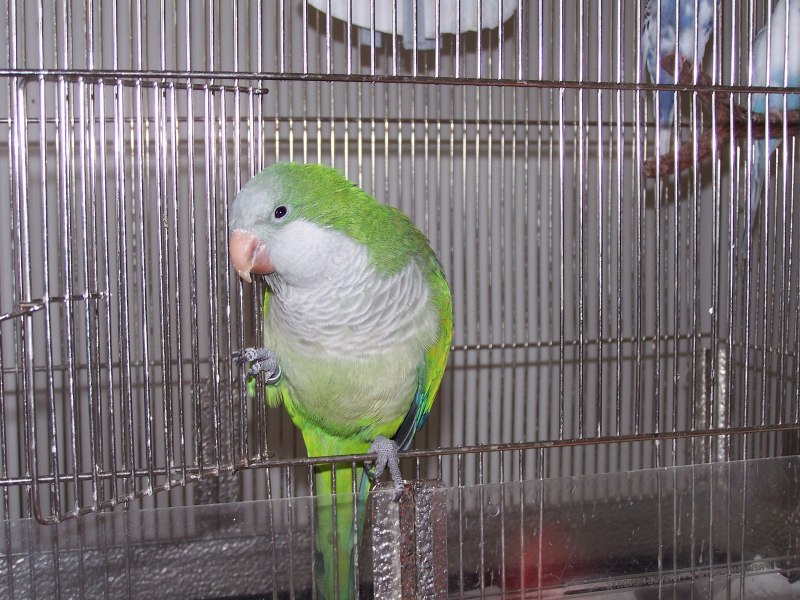 Wild Parakeets, far from their native Land, have taken a liking to London