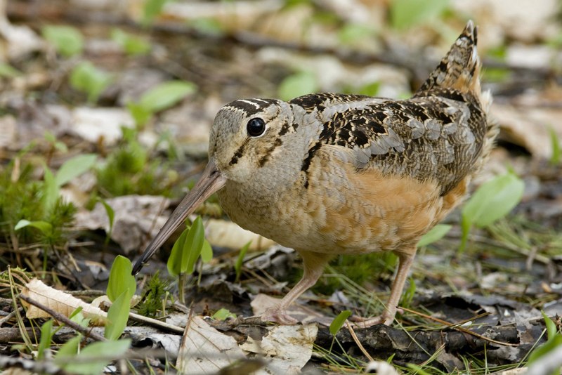 Птица с длинным носом, Snipe