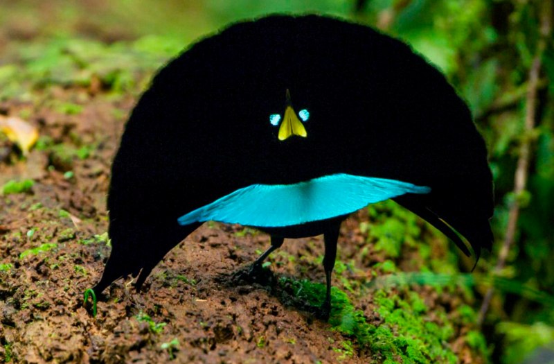 Paradisaea Rudolphi