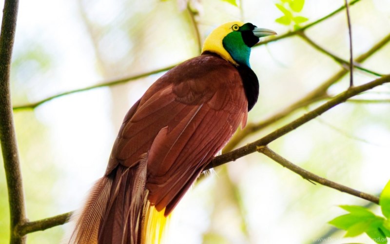Paradisaea Rudolphi