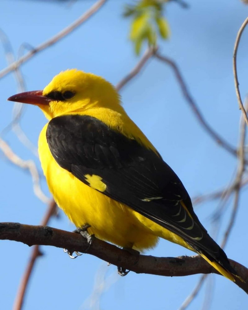 Обыкновенная Иволга Oriolus Oriolus