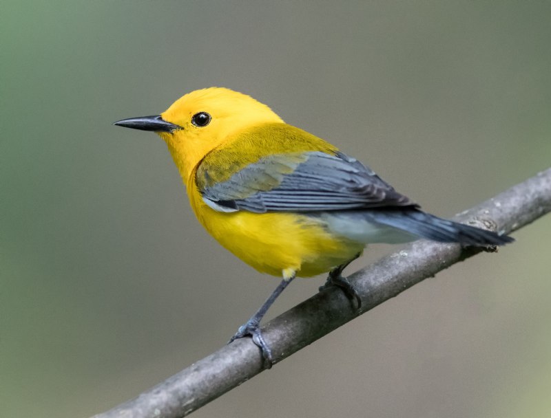 Prothonotary Warbler
