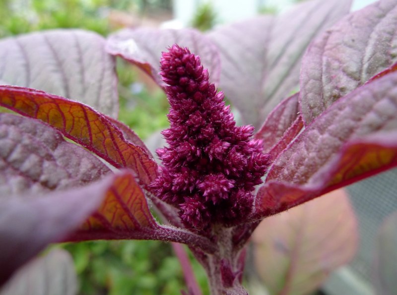 Амарант (Amaranthus)