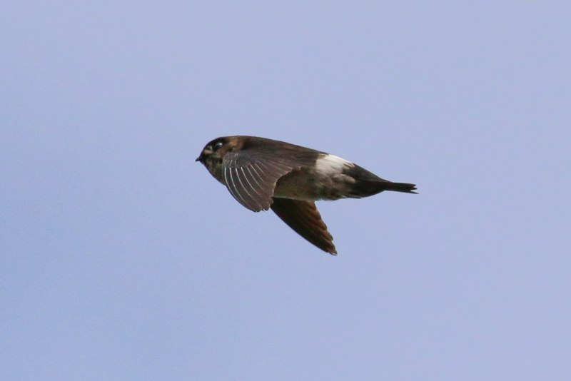Aerodramus pelewensis