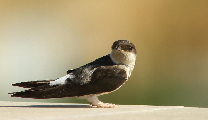 Collocalia Linchi