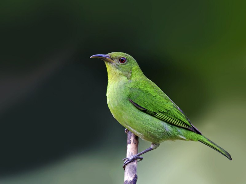 Зеленушка (Chloris Chloris)