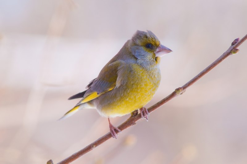 Chlorophonia cyanea