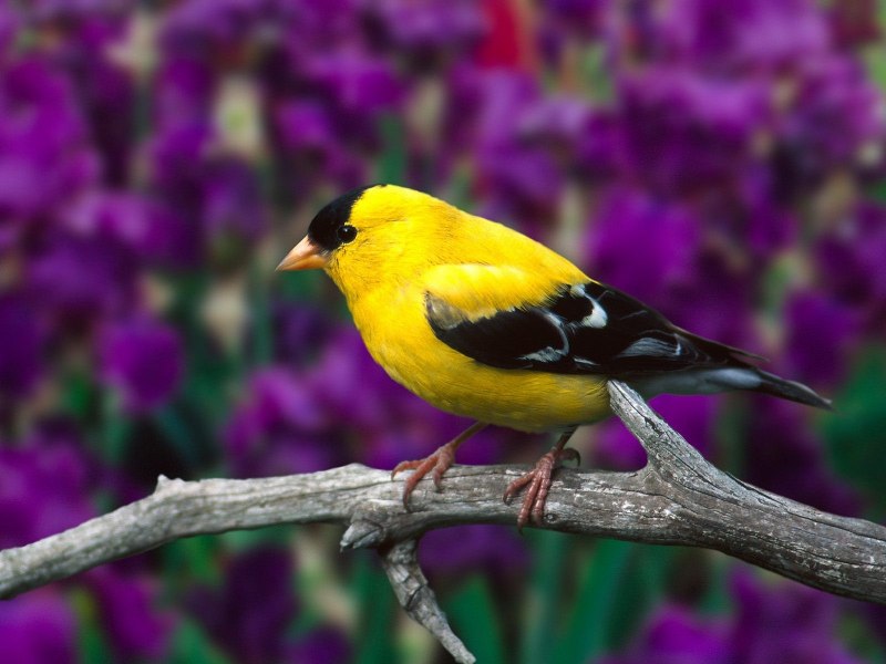 Баптизия American Goldfinch