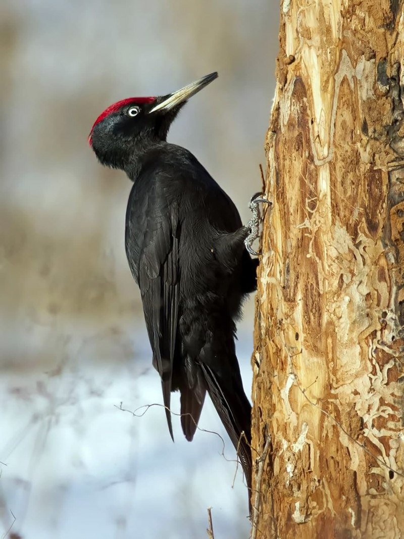 Vanessa Woodpecker