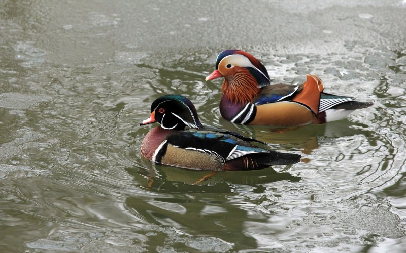 «Утка Мандаринка (Aix galericulata
