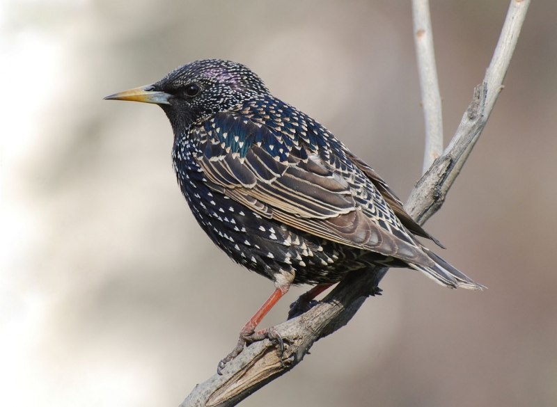 Дрозд-деряба (turdus viscivorus)