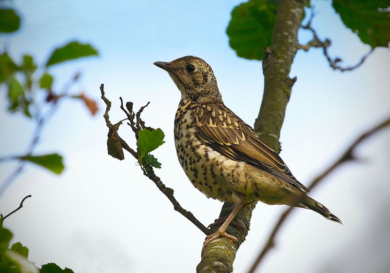 Sturnus vulgaris