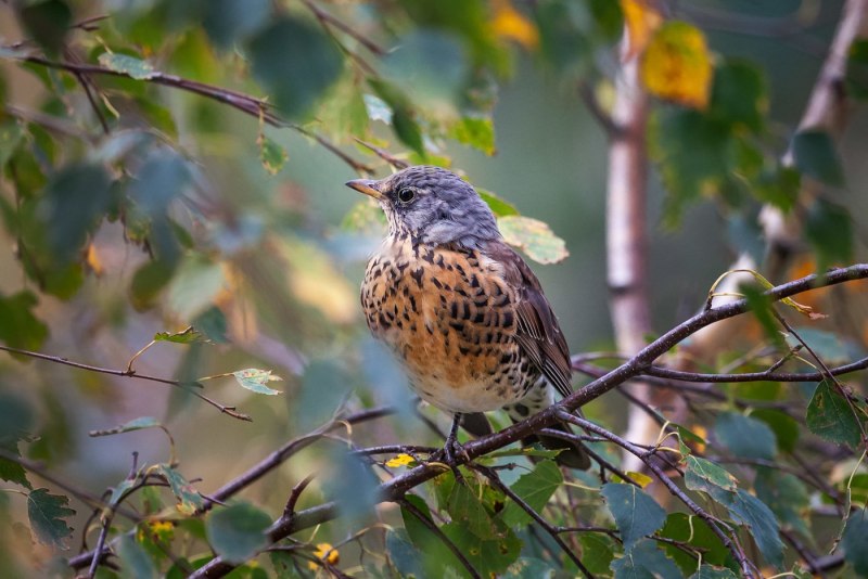 Дрозд-деряба (turdus viscivorus)